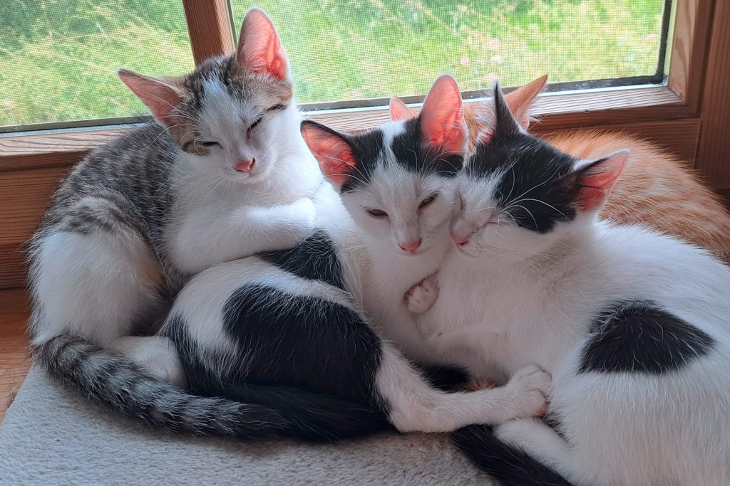 Vier Kätzchen kuscheln zusammen auf einem Fensterbrett