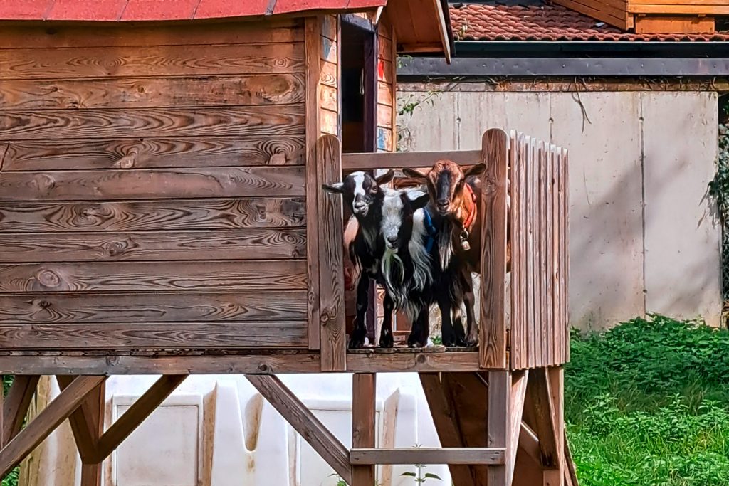 Drei Zwergziegen stehen nebeneinander auf der Terasse eines kleinen Holzhauses auf Stelzen