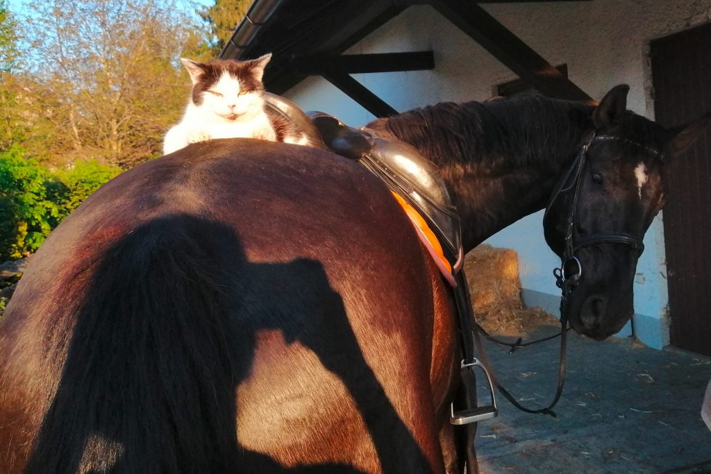 Ein gesatteltes dunkles Pferd, auf dessen Rücken eine schwarzweiße Katze liegt