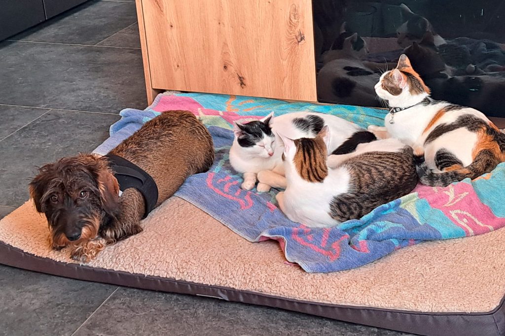 Ein Dackel und drei Katzen liegen auf einem Kissen nebeneinander