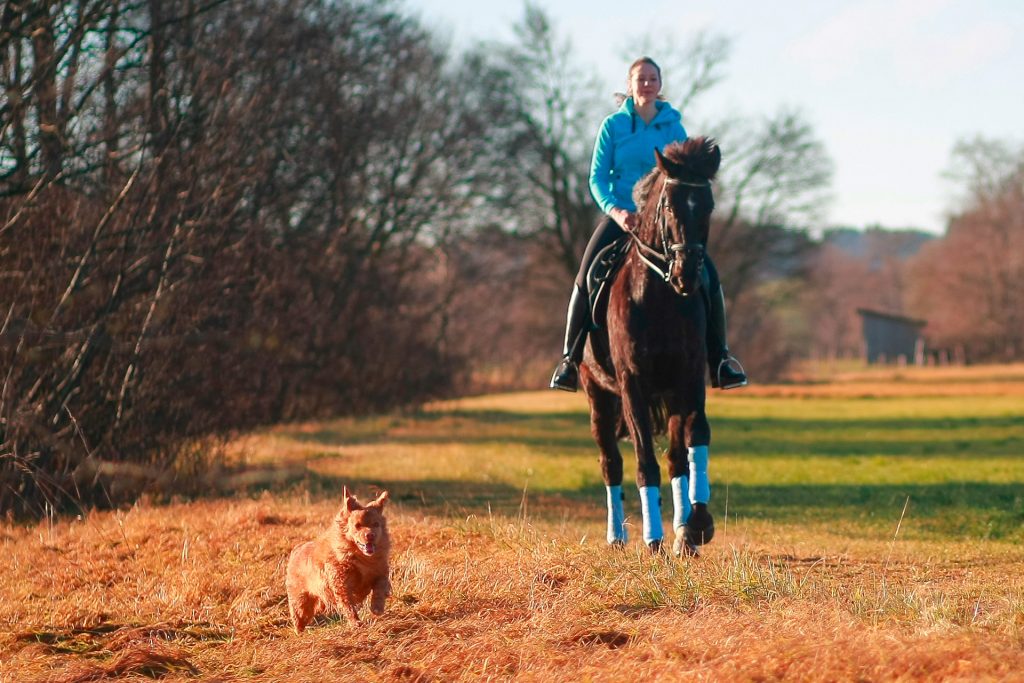 Eine Frau reitet auf einem Feldweg auf einem dunklen Pferd Richtung Kamera, links neben ihr läuft ein Hund mit wehenden Ohren